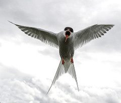 Tern attack